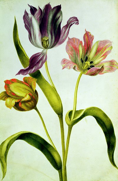 Tulips by Nicolas Robert